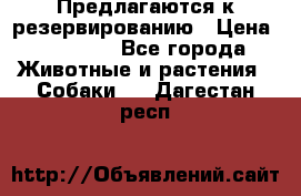 Предлагаются к резервированию › Цена ­ 16 000 - Все города Животные и растения » Собаки   . Дагестан респ.